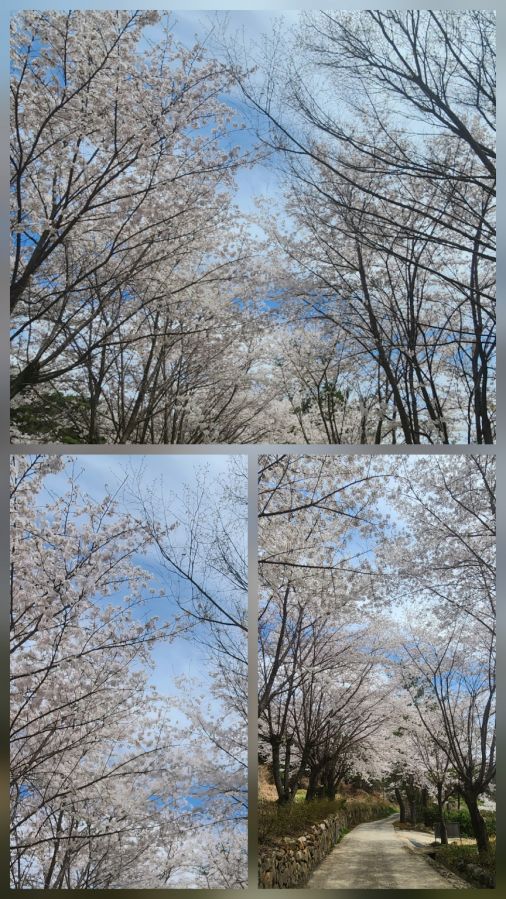 정심원 벚꽃길.jpg